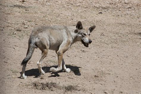 Arabian Wolf Canis Lupus Arabs Stock Image C Science