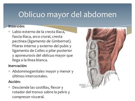 Músculos Del Abdomen