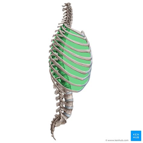 Intercostal spaces: Anatomy, contents and boundaries | Kenhub