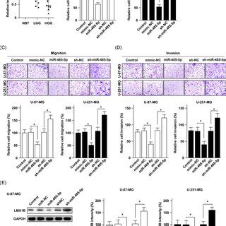 The Expression Of Mir P Is Downregulated In Glioma Tissues And Is