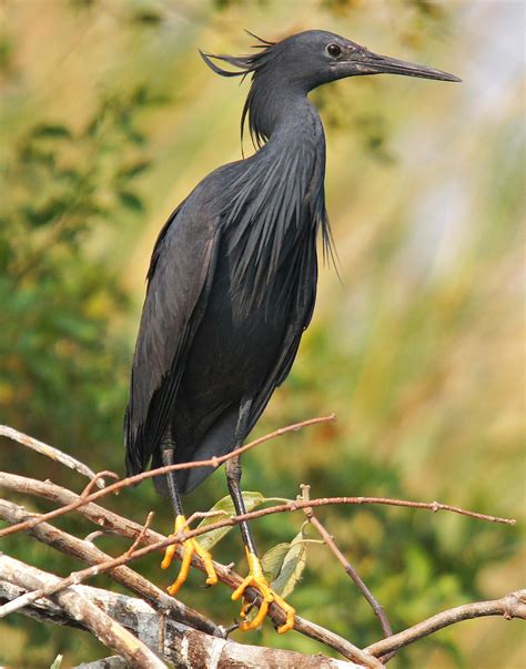 Details Black Heron Birdguides