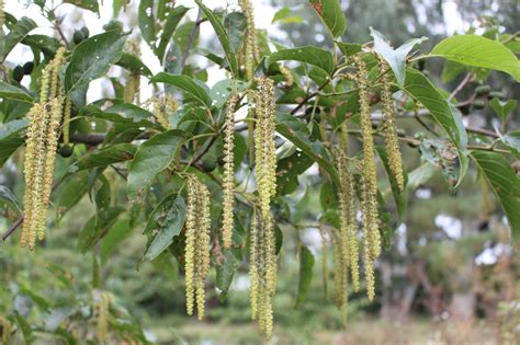 Alnus - Trees and Shrubs Online