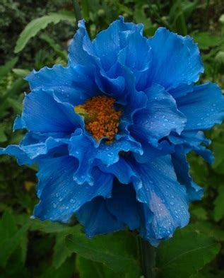 Blue Poppy - Bhutan the land of happiness