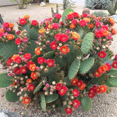 Opuntia Phaeacantha พืชอวบน้ำ กระบองเพชร