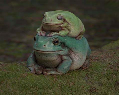 Two Frogs Sitting On Top Of Each Other