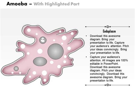 Amoeba Labeled Slide