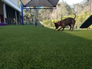 Astro Turf Installation Pet Turf (1) | Artificial Grass and Synthetic Turf Installation Tampa I ...