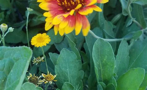 Indian Blanket Gaillardia Pulchella At Native Plant Nursery