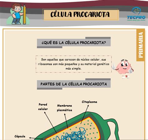 Etapas Del Desarrollo Humano Para Cuarto De Primaria Ciencias Sociales Tecpro Digital