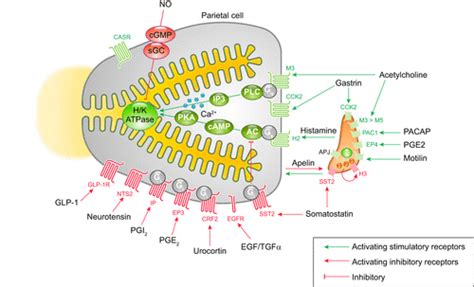 The Physiology Of The Gastric Parietal Cell Physiological Reviews