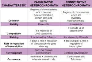 Difference Between Facultative And Constitutive Heterochromatin My