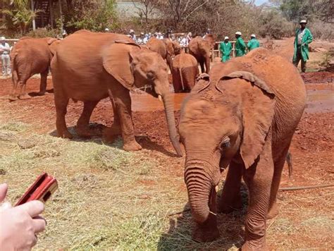 Sheldrick Wildlife Trust Giraffe Center Kobe Beads Day Tour Getyourguide