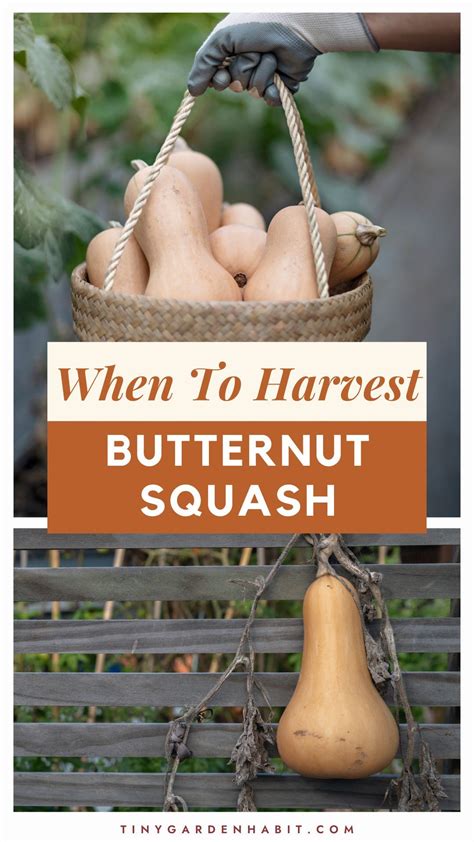 When To Harvest Butternut Squash A Step By Step Guide Artofit