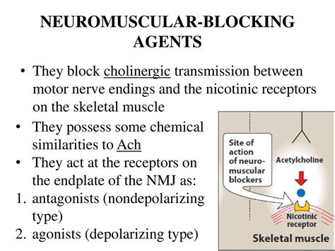 Neuromuscular Blocking Agents Mechanism Of Action