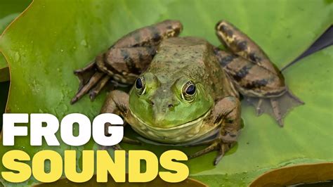 Frog Sounds Youtube