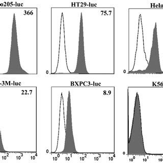 Expression of HER2 on different human tumor cells. HER2/neu-expressing ...