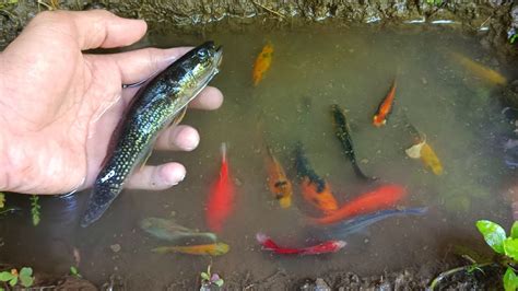 Wadidaw Tangkap Ikan Cupang Warna Warni Ikan Molly Balon Ikan Mas