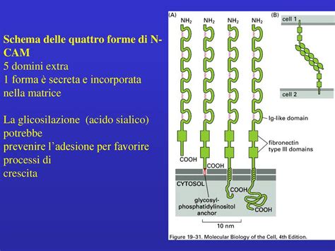 Adesione E Giunzioni Cellulari Ppt Scaricare