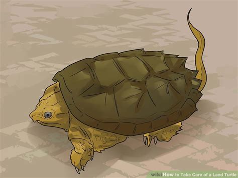 How to Take Care of a Land Turtle (with Pictures) - wikiHow