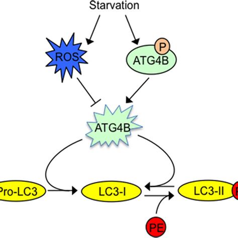 Phosphorylation Deficient Atg B Mutants Show Impaired Interaction With