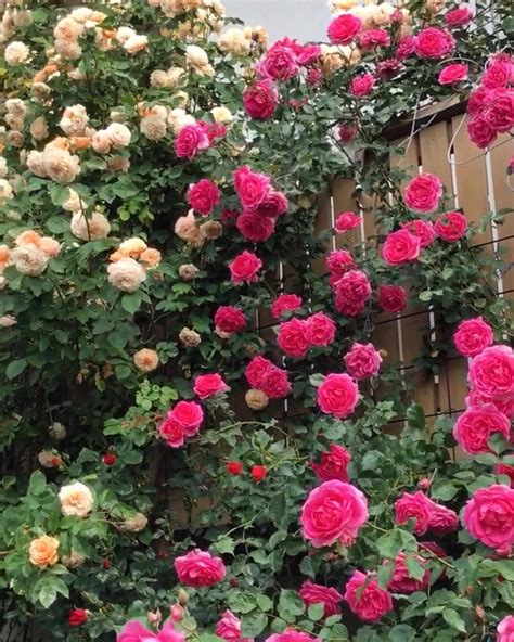 Roses And More On Instagram Pink Climbing Rose Parade” Boerner