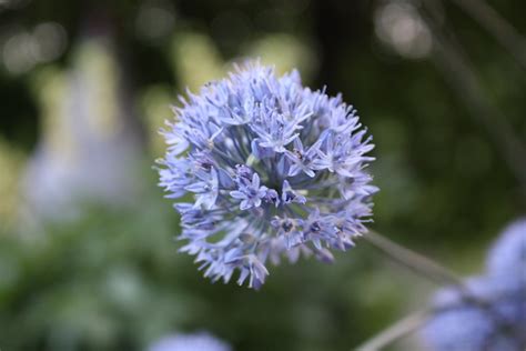 Alliums for the Garden: The Best Long-Blooming Allium Varieties