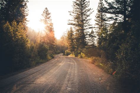 Fotos Gratis Rbol Naturaleza Bosque Ligero Planta La Carretera