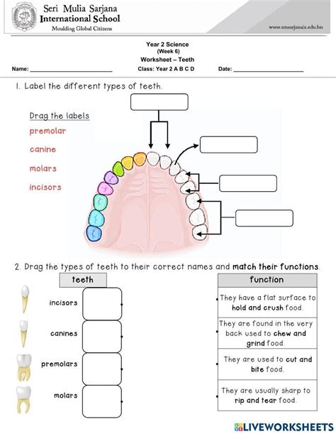 Teeth Functions Worksheet Live Worksheets Worksheets Library