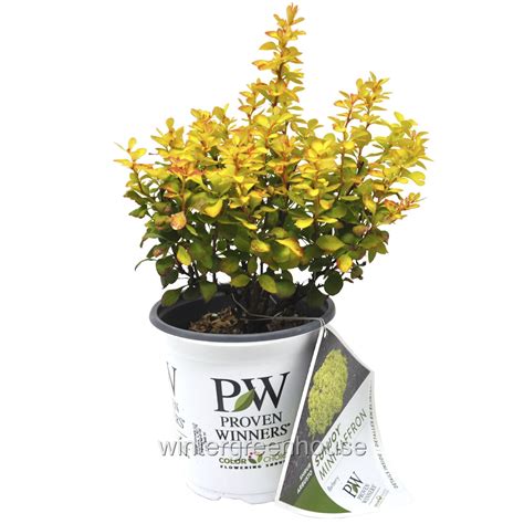 Sunjoy Mini Saffron Barberry Berberis Thunbergii Proven Winners