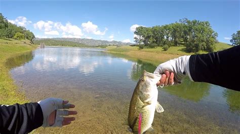 Lake Berryessa Spawning Bass Shore Fishing Youtube