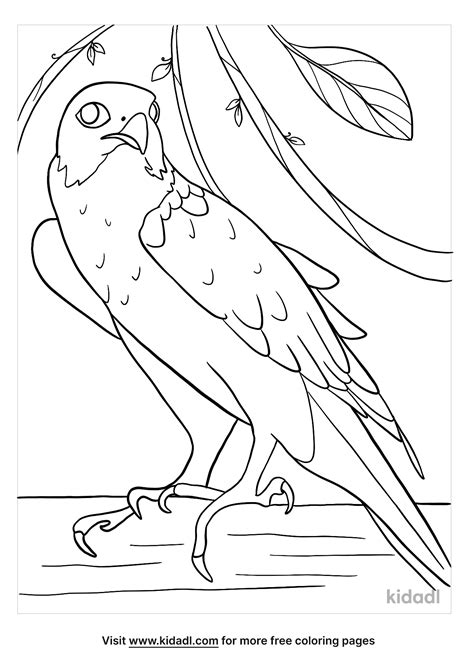 Peregrine Falcon Coloring Page Free Birds Coloring Page Coloring Nation