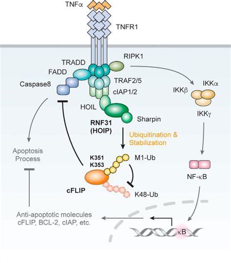 How Does Lubac Use Cflip Linear Ubiquitination To Promote Tnf Induced