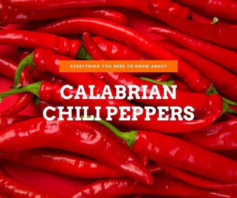 Calabrian Chili Flavor Uses And All You Need To Know