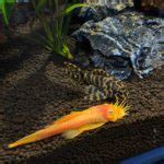 Hypostomus Plecostomus: Care Guide, Breeding & Tank Size