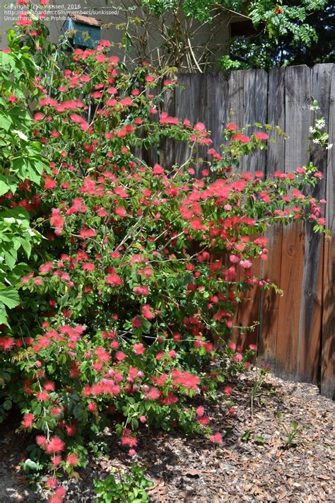 Plantfiles Pictures Calliandra Pompon Powder Puff Tree Red