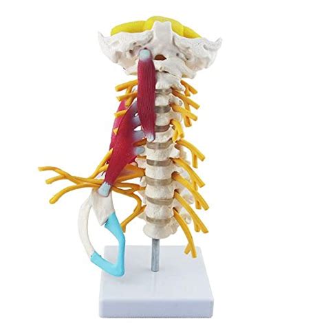 Buy Anatomy Model Anatomy Model Human Cervical Spine Model With