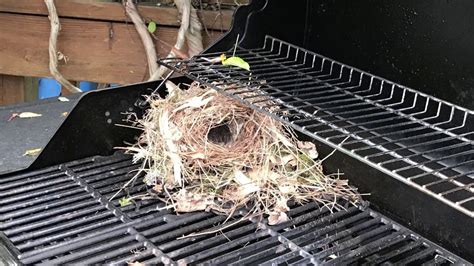 Wren Nest