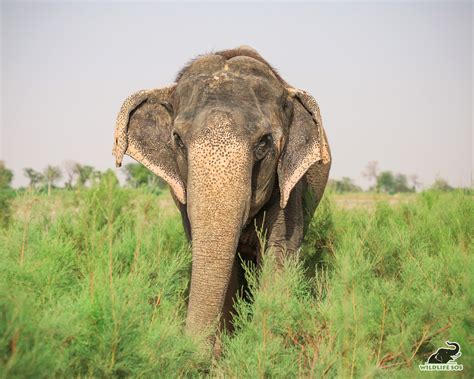 Introducing The Subspecies Of Asian Elephants - Wildlife SOS