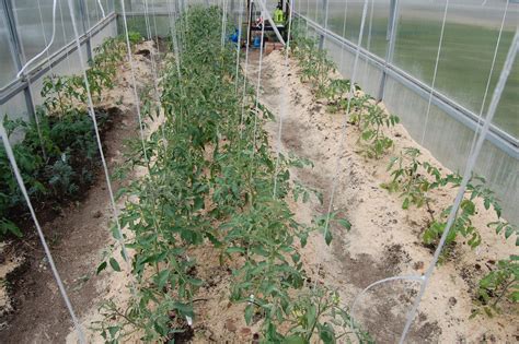 Схема подкормки томатов на весь сезон: график внесения удобрений