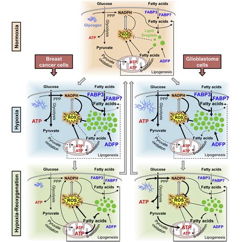 Fatty Acid Uptake and Lipid Storage Induced by HIF 1α Contribute to