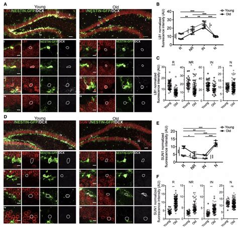 Cell Stem Cell：一种介导海马神经发生与年龄相关衰退的机制 干细胞 新浪新闻