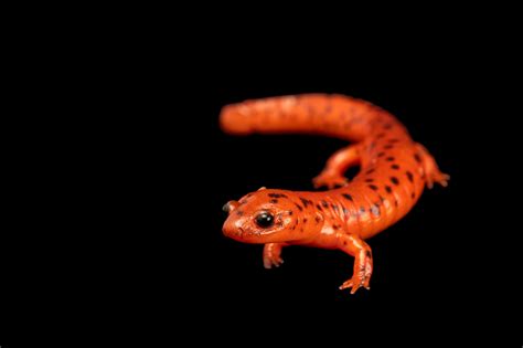 Midland Mud Salamander Pseudotriton Montanus Diastictus Joel Sartore