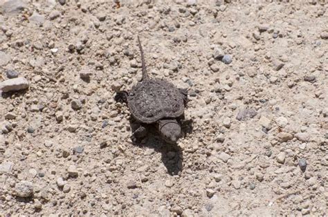 Baby Snapping Turtle: Care Sheet and Species Profile