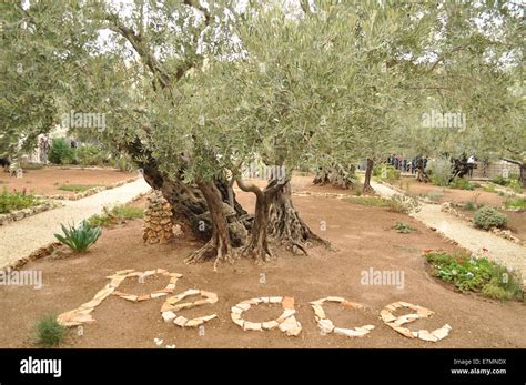 The Garden Of Gethsemane Peace Olive Tree Jerusalem Stock Photo Alamy