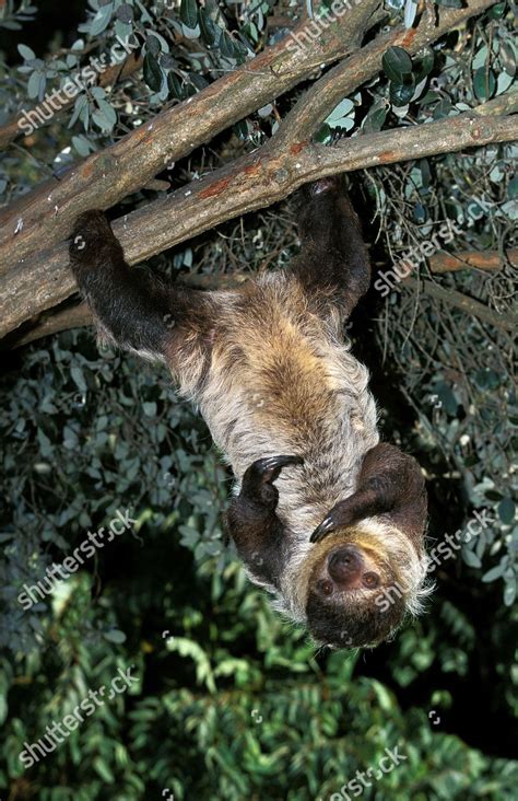 Maned Three Toed Sloth Bradypus Torquatus Editorial Stock Photo Stock