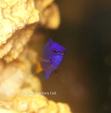 Damsel Yellowtail Blue Live Gem Factory Ltd