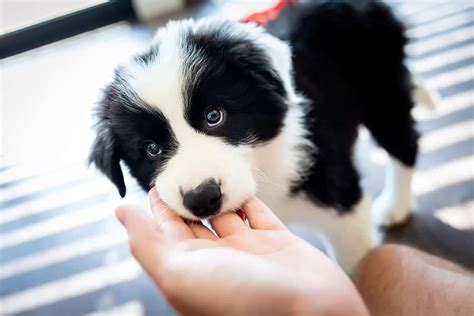 Jak zrozumieć szczekanie psa border collie poradnik dla właścicieli