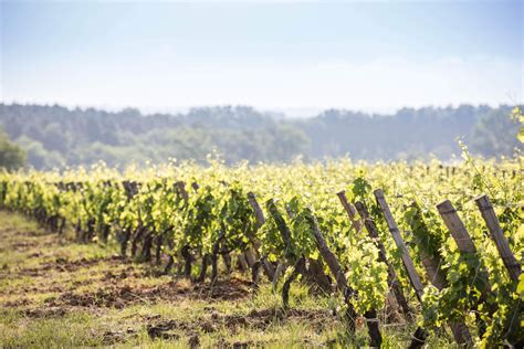 Château Pey La Tour AOC Bordeaux Bordeaux Supérieur Dourthe