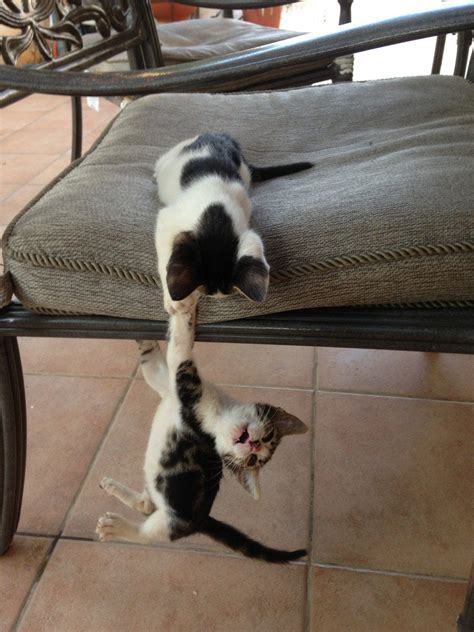 Two Cats One Hanging For Dear Life Rphotoshopbattles