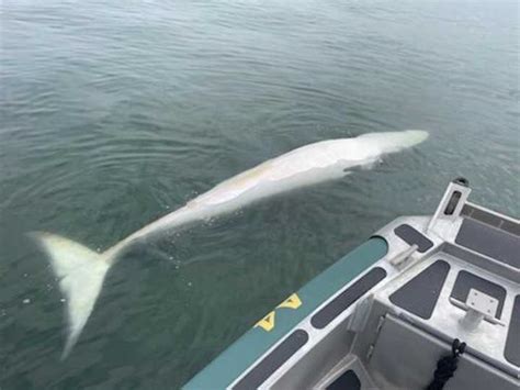 Dead Whale Found In Lavallette, Second Spotted Off Sandy Hook Coast: Marine Biologists | Seaside ...